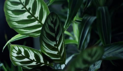 阳台再小，也要养3种花，叶子比花漂亮，是盆栽佳品