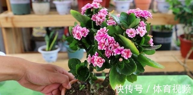 养长寿花不能“懒”,做好4要点,一茬接一茬开不停,尤其是第3点