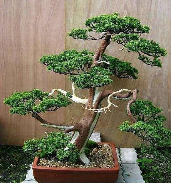 罗汉松|3种名贵盆景山上遍地有,教你养护技巧,个个价值高造型佳