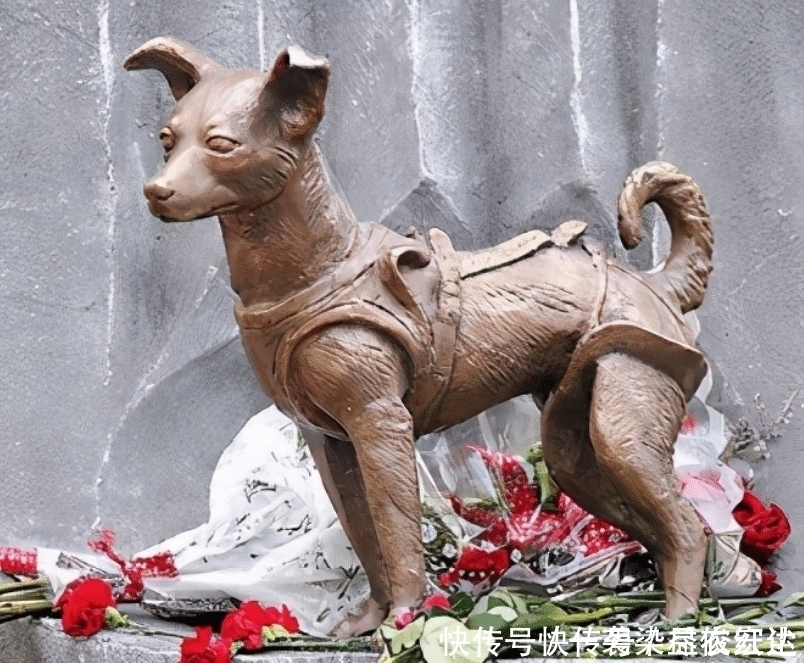 人类 苏联曾把一只三岁小狗送进太空,63年了,如今还在地球轨道流浪