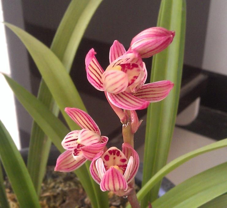  开花|建兰荷瓣新宠“七彩玲珑”，花色艳丽，香味扑鼻，开花后自带仙气