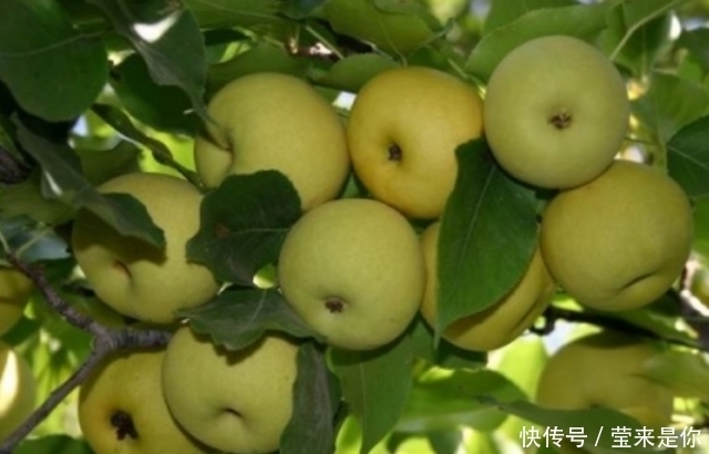 领导干|香水梨树整形修剪的常用树形种类介绍!