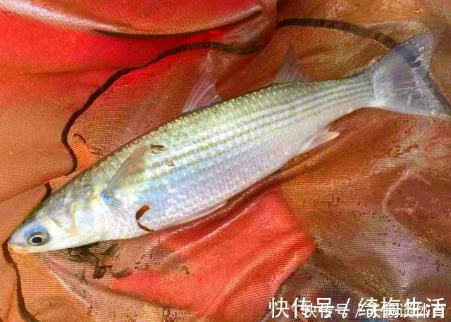 外来|珠江“白草鱼”泛滥,钓友爆护后担忧不已:会不会又是外来物种?