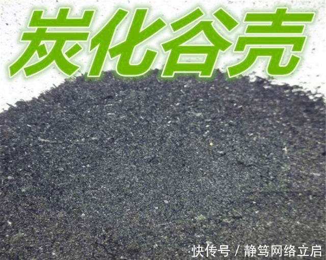 老大爷养君子兰,用上3种“黑炭块”,齐刷刷冒白根,年年开花旺