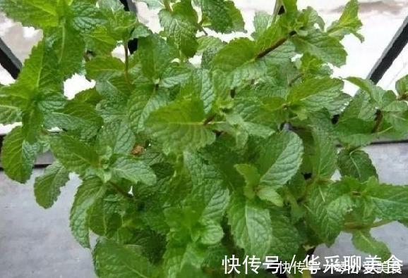 观赏性|喜欢盆栽这3款植物就赚大了,既能观赏又能治病,堪称天然药箱
