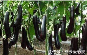 常吃茄子抗衰老又对身体好,但专家建议:3类人尽量少吃茄子