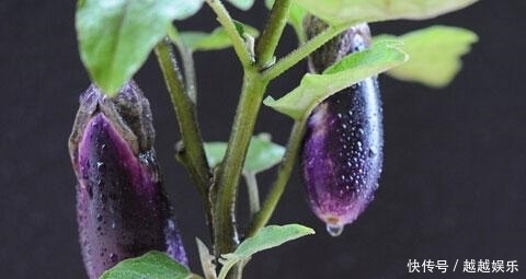 朋友|爱吃茄子的朋友们有口福啦(图)