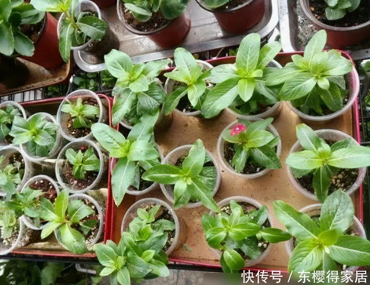 漂亮|6种漂亮花,夏天快扦插,越热越生根,30天就开花,适合急性子养