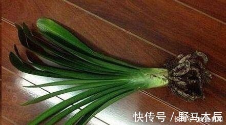 叶片|君子兰养了好几年,就是不开花,用了这个小技巧,一下开了几十朵!