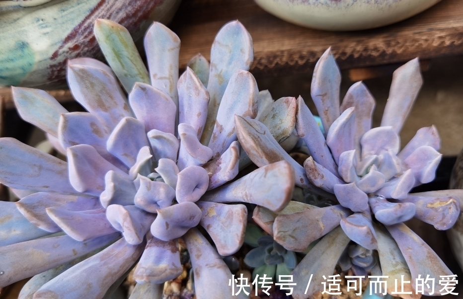 以爱神丘比特为名的多肉,不仅非常好养,养好了叶片还会变成心形