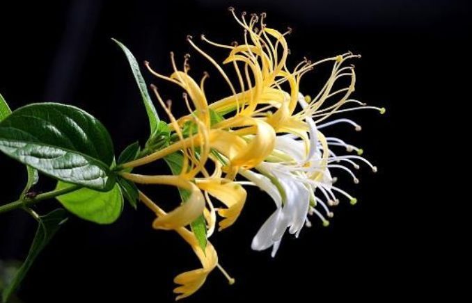 几种花是爆盆能手,花期长又好养,沾土就活,收获一片花海!