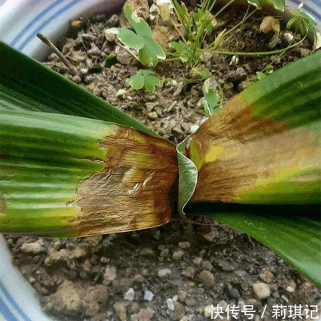 5种花空气再“干燥”,也别喷水,会黄叶、烂叶、掉花苞