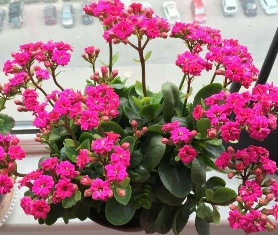 哪些因素会影响花芽的分化,致使植株迟迟不开花?