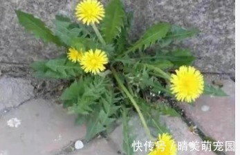 蒲公英花|青菜比肉还贵？立冬后，农村5种时令野菜可以吃了，比春天还鲜嫩