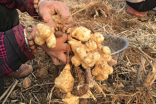 下饭|扔土里就猛长,腌咸菜是一绝,以前拿来下饭,如今想铲除却很难
