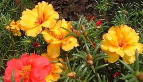  盆栽|4种花，美丽不输牡丹，开花勤快，养护简单，是盆栽佳品