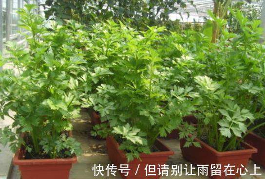 超市|逛超市2种菜要买带根的,栽到花盆里,能当绿植养,采收一整年!