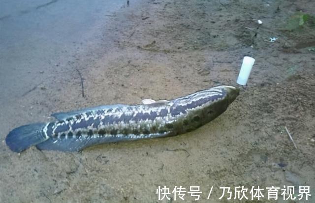 钓鱼|想要钓黑鱼,找到这几个地方,会钓鱼就能钓到黑鱼