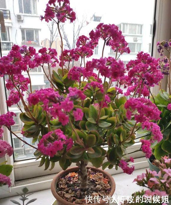 根系|寿命长的“3种花”,最喜欢用小盆栽种,盆越“小”长得越好