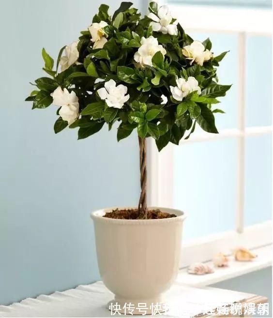 把这些东西倒进花盆里,家里的花都长疯了!