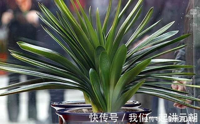 土壤|高手”用“黄土”养君子兰,一棵君子兰,不断生小芽,变成几十盆