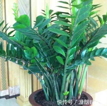 金钱树|“2种树”家里养,比“君子兰”好看,放阳台上养2年,变值钱!