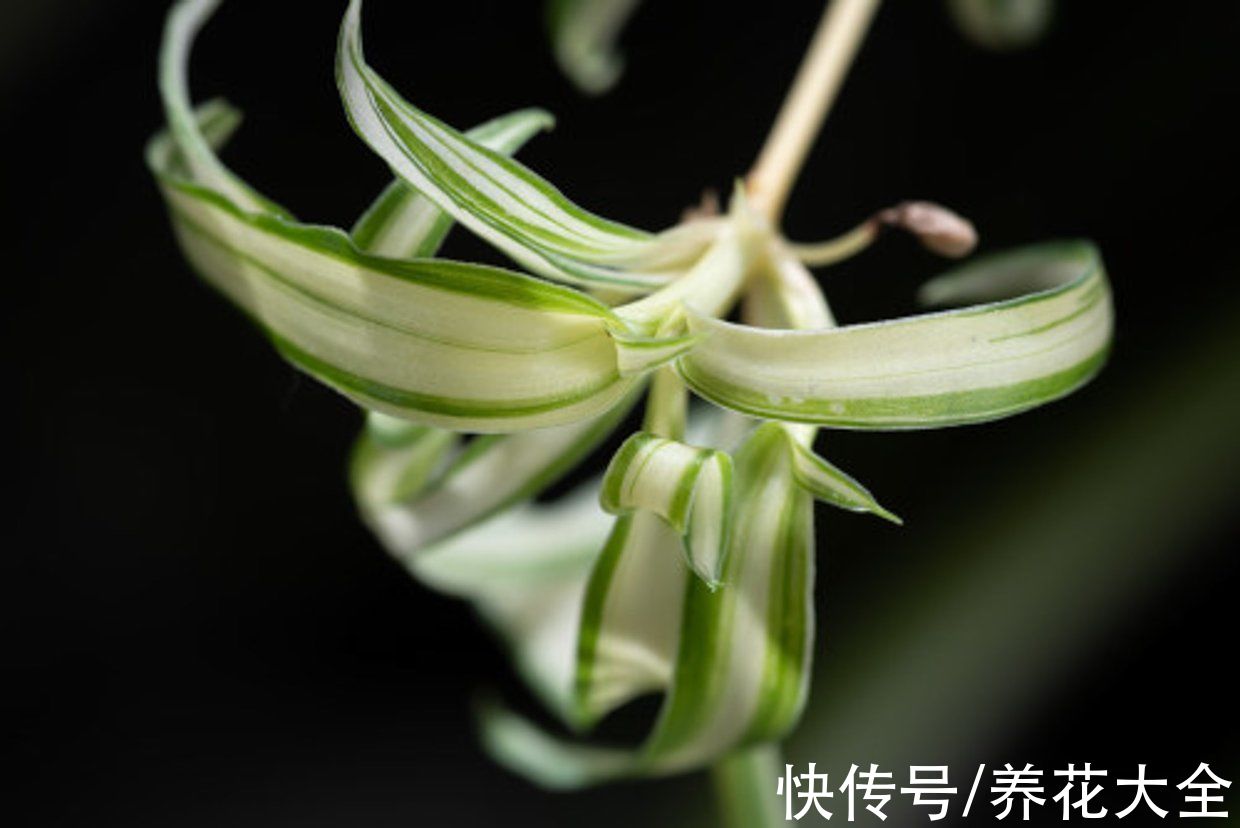 幸福树|不常开花的植物，一旦开花就有“好兆头”，你养过几种？