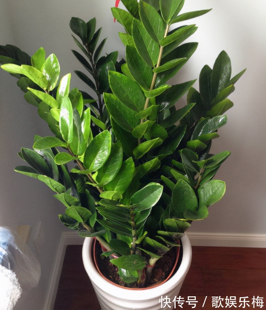 君子兰|容易被水浇死的“14种花”,手太勤反而养不活