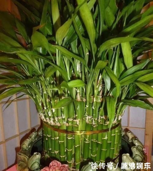 室内|17种适合生长在弱光处的室内植物,可以摆放在家里的任何角落