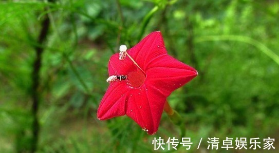 喜欢菊花，不如养盆“稀世名菊”大红芍药，花开似芍药，妩媚端庄