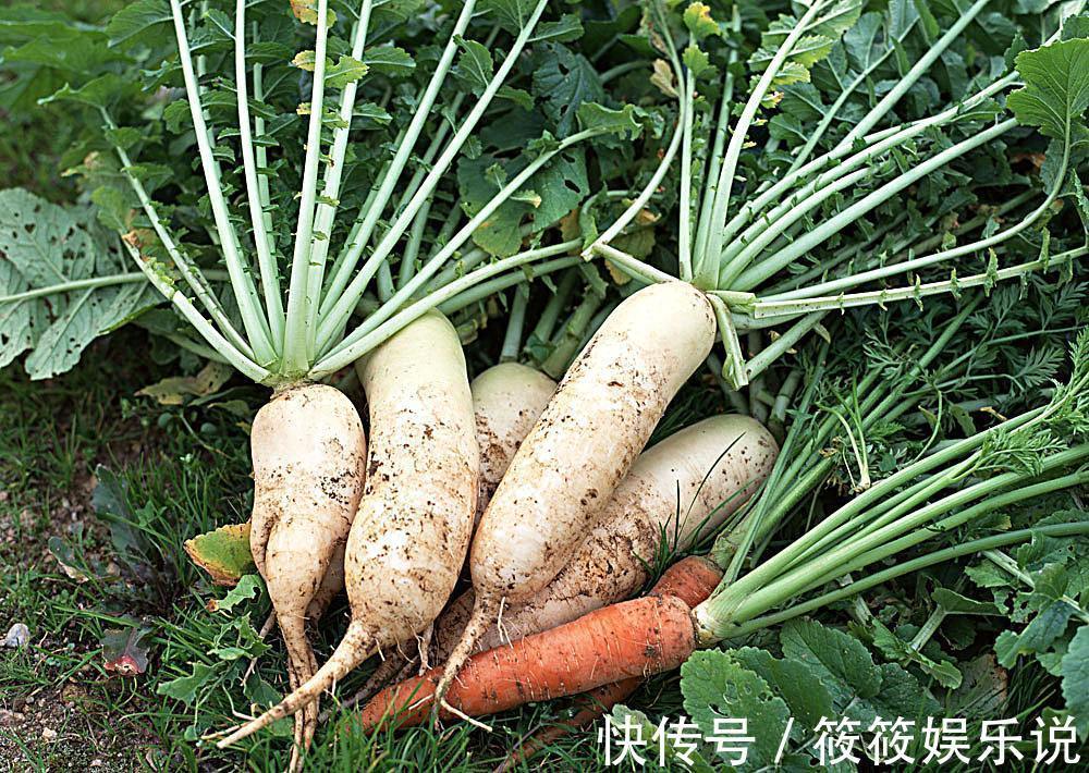 白萝卜|立冬后,吃萝卜好处多,但不要与一物共食,有很多人还不清楚!