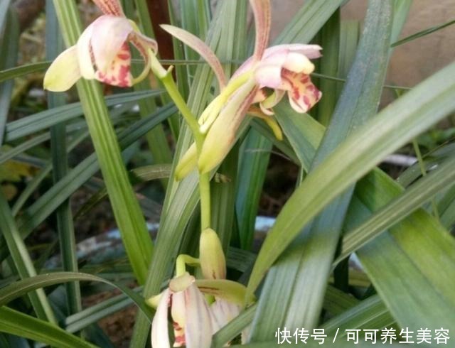 这种“天然钾肥”,用来养兰花,根系壮,叶芽多!