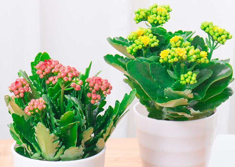 花期|夏季要想养好长寿花,温度问题只是其中之一,还有2处要注意