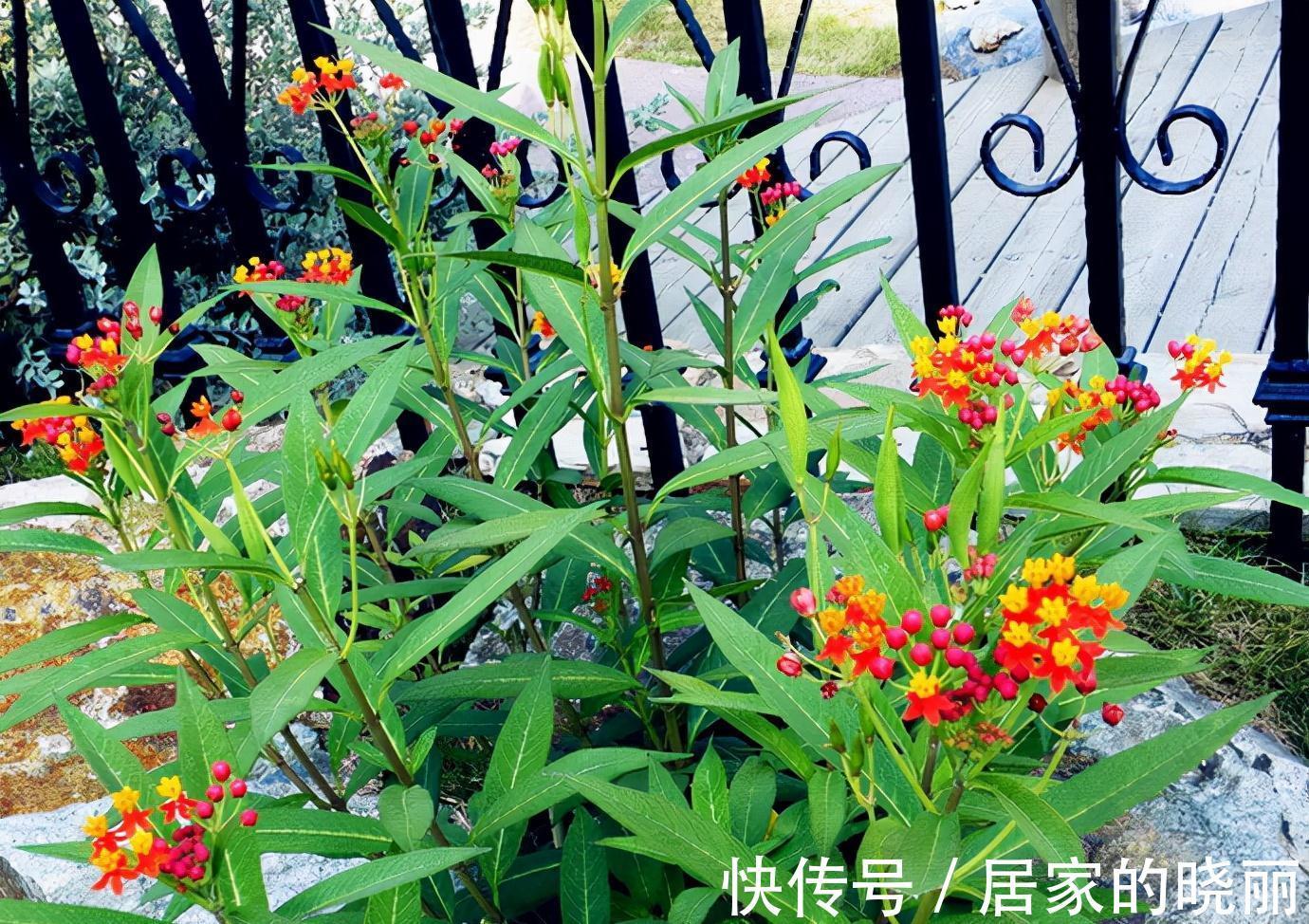 越漂亮的花越“有毒”！快来认识这12种大毒花，涨“知识”不吃亏