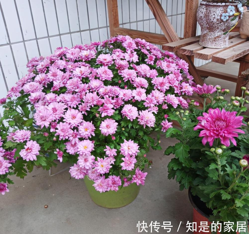 多元素|5种“漂亮花”,秋天乱修剪?小心来年,一年没花看