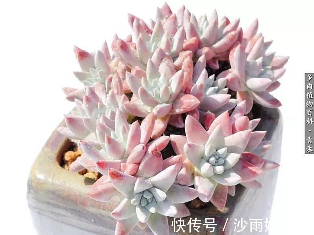 秋姑娘|秋天来了，你的多肉们做好季节交替的准备了吗