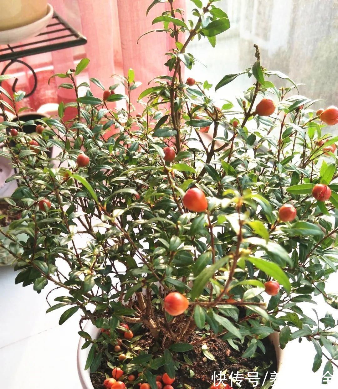 石榴|家里养盆“招财花”,一年四季开红花结红果,“招财旺运”又红火