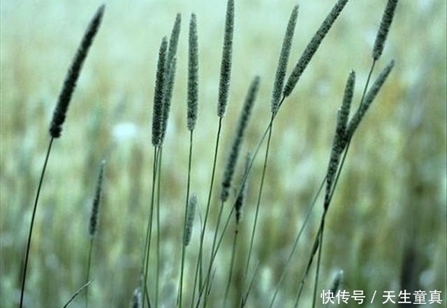  家里面|顽强的猫尾巴草，一个小草在我们的家里也是不错的盆栽，看看吧