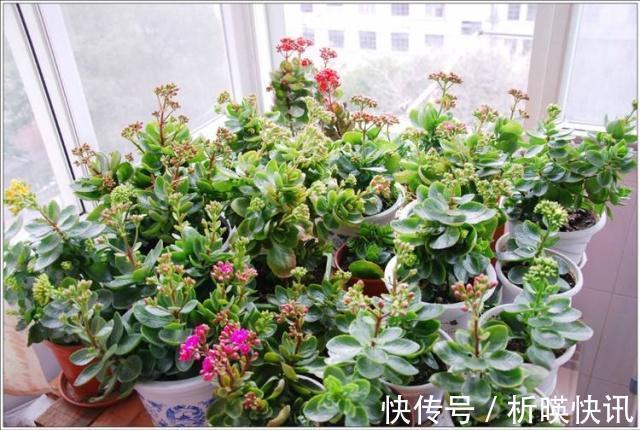 长寿花缺了“它”变成“傻大个”就是不开花,就是欠收拾!