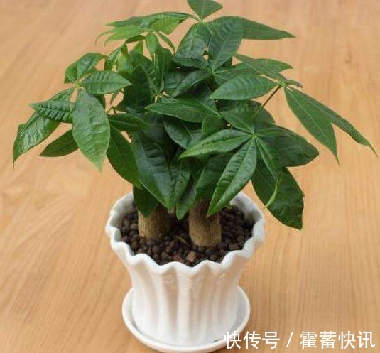 “3种花”有钱人争着养,招财还招福,养得好一帆风顺,财源广进