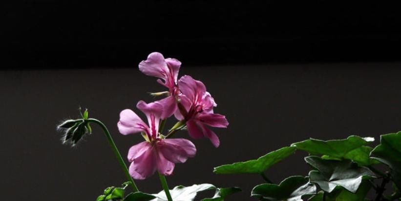 枯萎|天竺葵叶子明显枯萎？知道这些点，轻松养好天竺葵