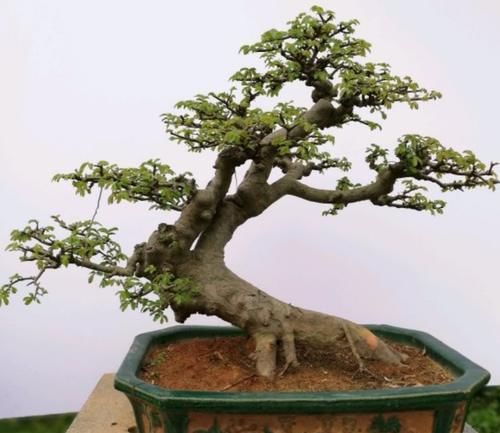 农村常见的榆树疙瘩，做成盆景，古朴苍劲，树姿潇洒