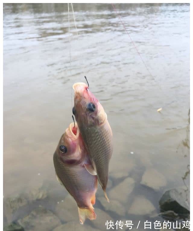 北江禾花鲤大爆发,将成生态问题?钓鱼人一天轻松钓50斤