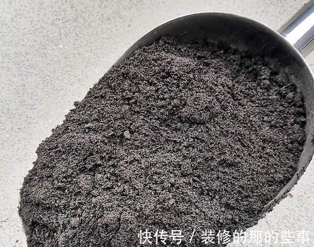 侧芽|比人高的“虎皮兰”，到底什么原因，让它这样疯长