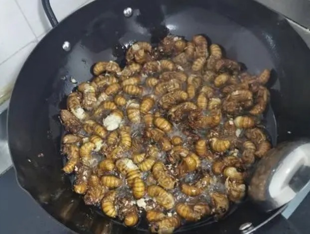 知了|夏天吃知了猴,记住“3种能吃2种不吃”,吃对才健康,不懂快看看