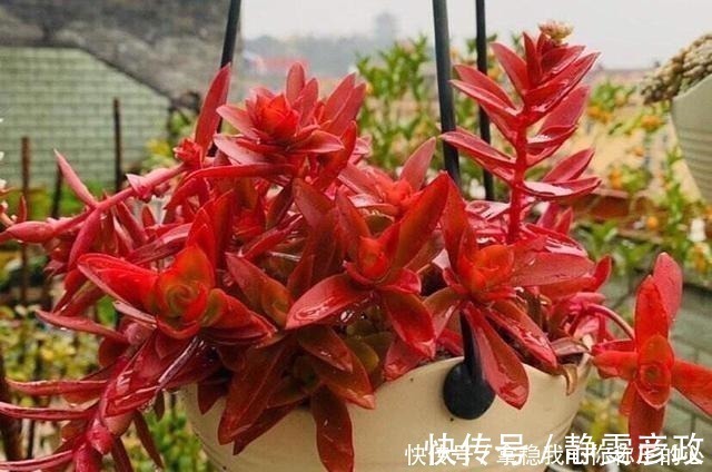 5种多肉名字太洋气,听起来就像大明星,养在家里“倍儿有面”!