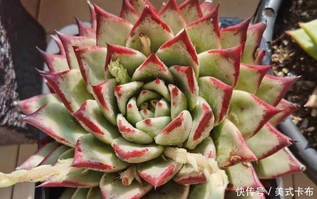 多肉乌木冬天要用补光灯吗?一般情况下不需要,毕竟它不容易徒长