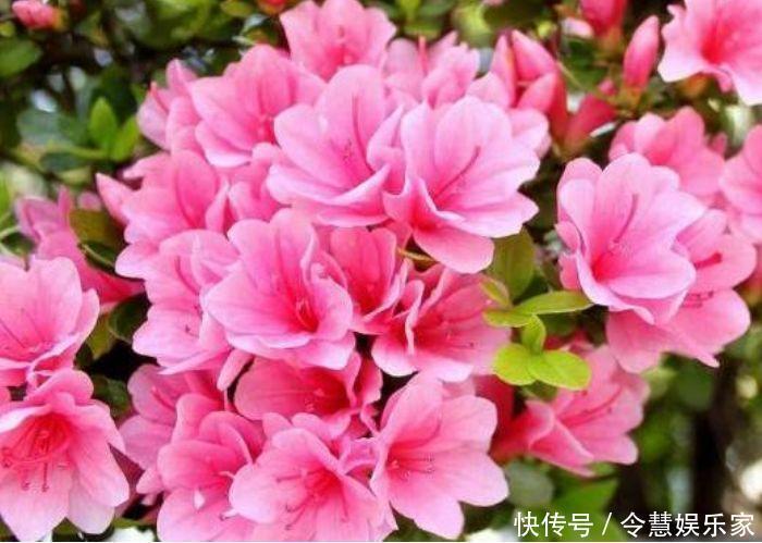 4种花被称为“大美女”，绚丽多彩，比牡丹好看，年年开花不断