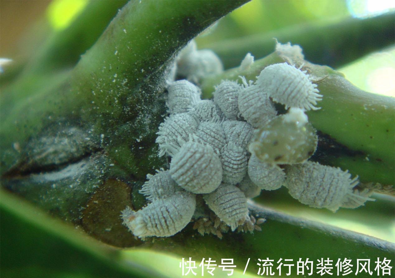 肥皂块|怎么消灭蚧壳虫？用这几种办法，既不会伤害花草又省钱高效