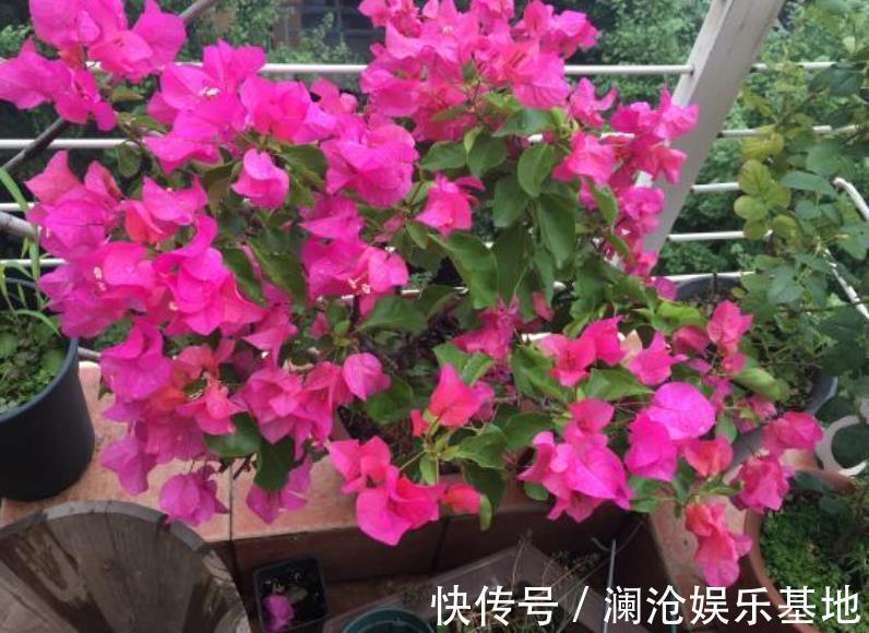 花友|三角梅只长叶子不开花？满足2个条件很关键，掌握了快速长花苞